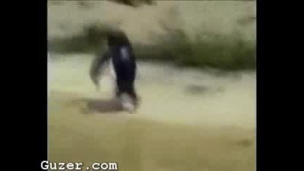 Луд Пингвин
