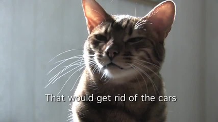 Cats Against Climate Change 