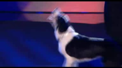 Britains Got Talent - Кучето Gin полуфинал