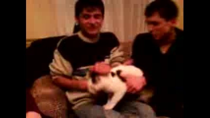 алф одави мачка
