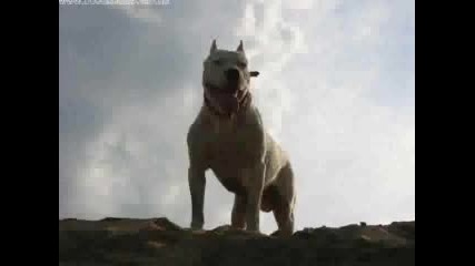 Dogo Argentino 