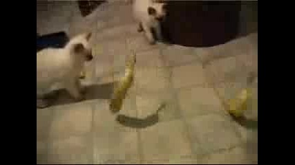 Котки И Банани