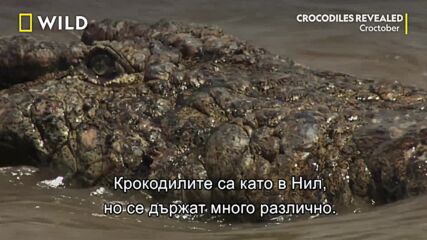 Адаптация спрямо условията | Croctober | NG Wild Bulgaria