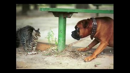 Котки срещу Кучета
