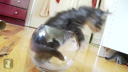 Котенце си играе в малък аквариум.