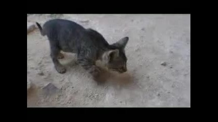 Output Patmos video