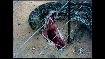 Най голямата змия в света 2010