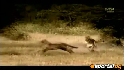Животните играят футбол много смях Hd