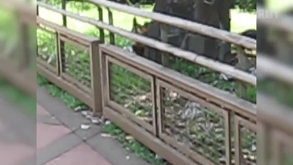Смешни провали с животни :)