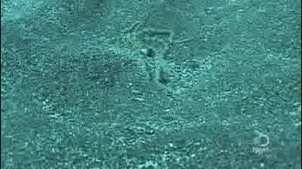 Octopus Mimics Flounder 