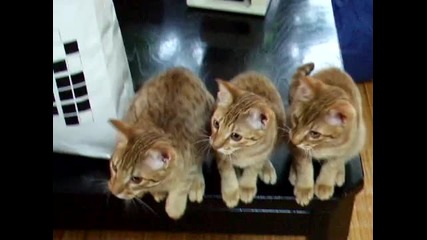 Най сладките котета!