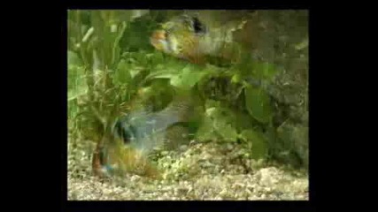 Учебен Филм От Ф - Ма Sera