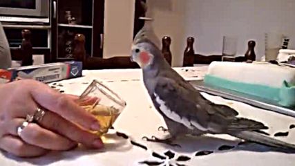 Папагал пие ракия
