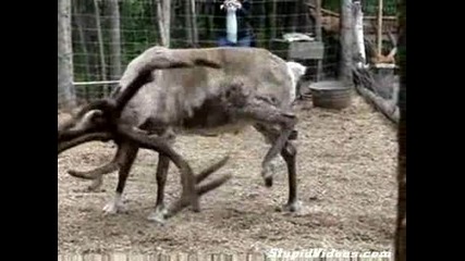 Елен Чупи Стойки