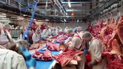 Кой е най-големият хищник на планетата ?