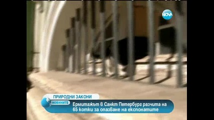 Един от най-големите музеи в света развъжда котки против плъхове и мишки