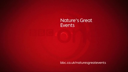 Bbc Web Extra Whale Gulp - Natures Great Events 