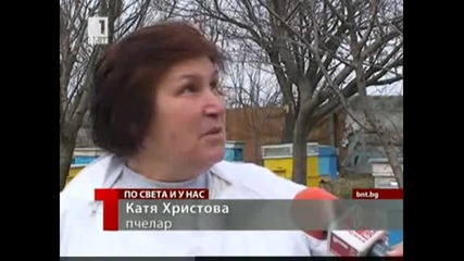 Защо изчезват пчелите