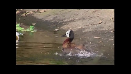 Красота - Дъждовна Горa - Масоала