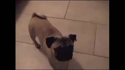 Добре обучен Мопс