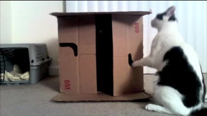 Котенце в кутия