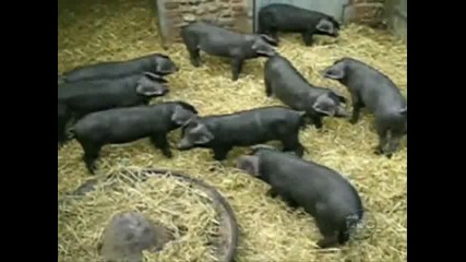 4 минути смях до скъсване 