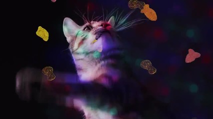 Meow Mix Song _ Edm Cat Remix by Ashworth