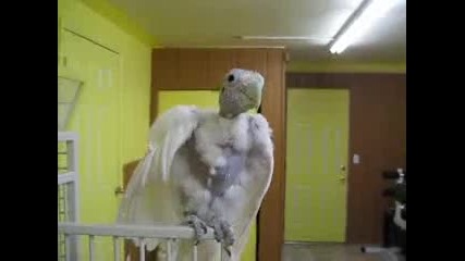 грозен папагал 