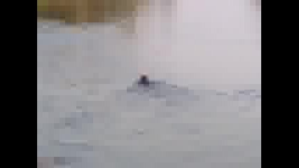 Doberman.