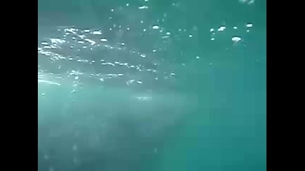 Акулите
