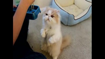 Китайска котка