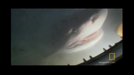 Акули нападат подводница