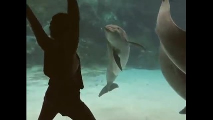 Как да развеселим делфин
