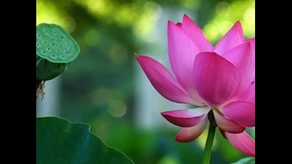 Chris Spheeris - Magaya