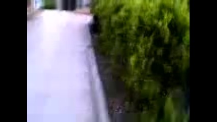 Padane