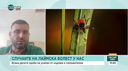 10% от пробите на ухапани от кърлеж у нас – положителни за Лаймска болест