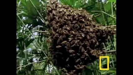 Killer Bees! 