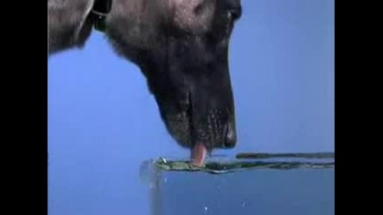 Вижте Кучетата Как Пият Вода на забавен кадър 