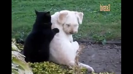 Котка масажира куче