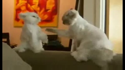 Коте каратист