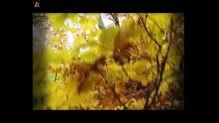 Raina - Dve Lista, By Kvikinceto, {hq}.flv