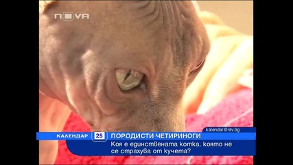Котка не се страхува от кучета