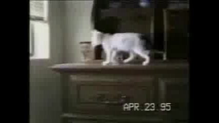 Луди Котета