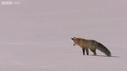 Лисица плува в снега ! 