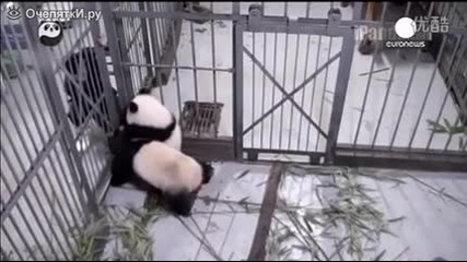 Панда не иска да я затварят в клетка