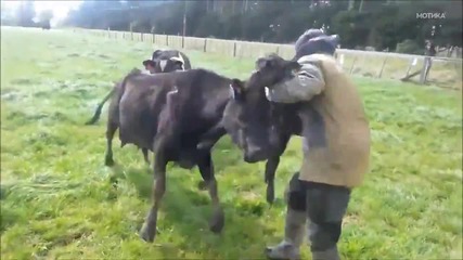 Kрава защитава своето дете