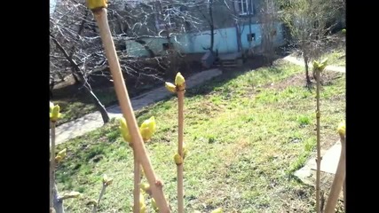 Подуене Блус Бенд - Ден След Ден