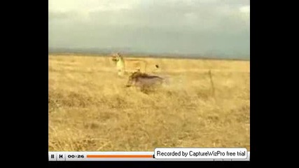 лъв срещу прасе - кой ли ще победи