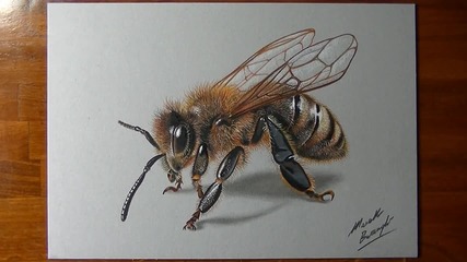 Рисуване на пчела !!!