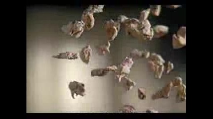 Happy Dog Commercial